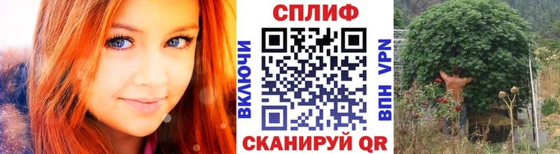 Канабис сатива  Купить закладки  Покачи 